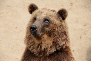 Bear In The Nantes Zoo