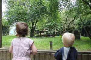 Looking at the lion