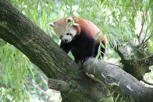 Red Panda