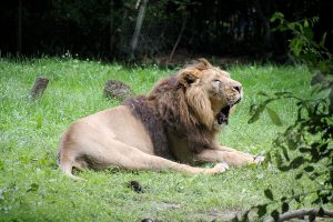 Lion yawning at Nantes Zoo