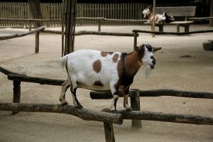 Nantes Petting Zoo