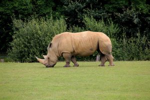 A Rhino at Nantes Zoo