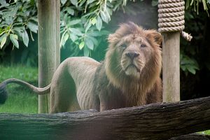 The Lion at the Zoo