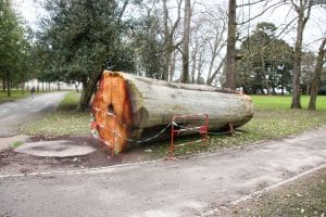 The Trunk of the Giant Redwood