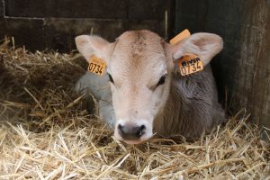 Cow Goes Moo