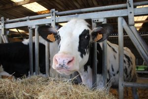 Cow Goes Moo