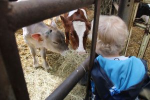 Feeding The Cows