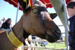Goats