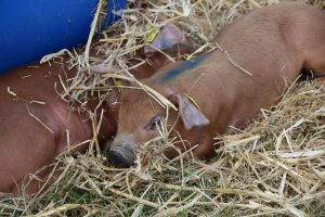 Pigs / Piglets