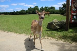 Bambi