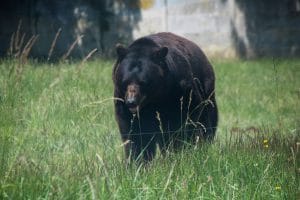 The Black Bear