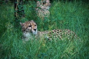 Cheetah in the grass