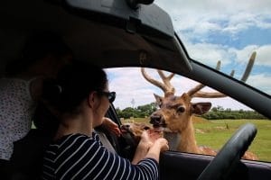 Feeding Bambi