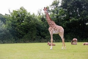 Girafe