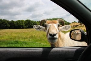 Hello Good Sir