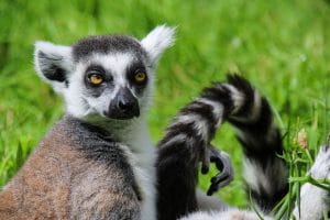 Lemurs