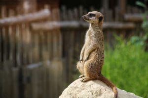 He's got the look - Lemurs