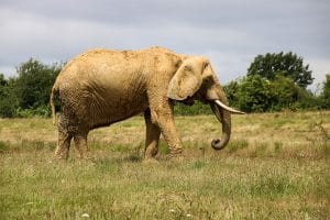 Nelly the Elephant