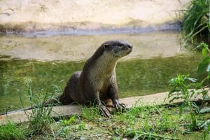 Otter getting out of the water