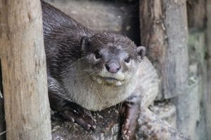 Otterly Crazy