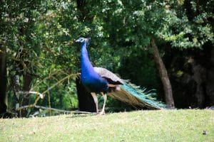 Peacock