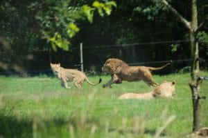 The Chase is on