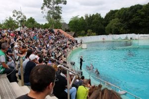 The crowds at the dolphins