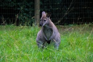Wallaby