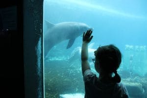 Watching The Dolphins