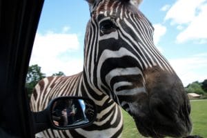 Zebra Crossing