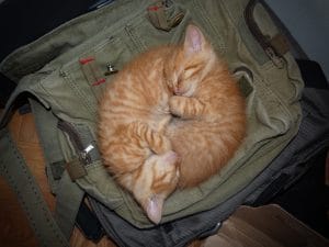 Show me your Kitties