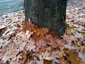 Fall Leaves