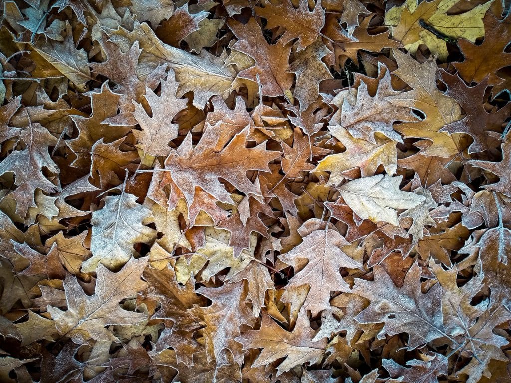 Leaves in Autumn