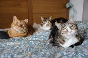 Happy Cats