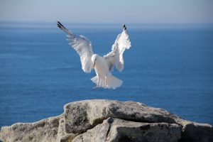 Pointe du Raz