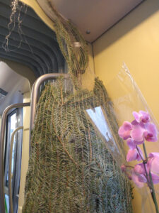 Tree In The Tram