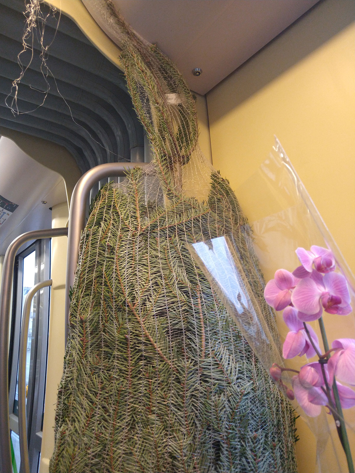 Tree In The Tram